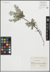 Foto von Salix repens L.